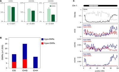 Long-Lasting Defence Priming by β-Aminobutyric Acid in Tomato Is Marked by Genome-Wide Changes in DNA Methylation